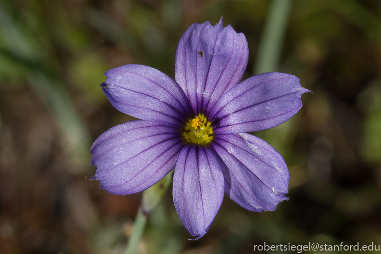 blue-eyed grass